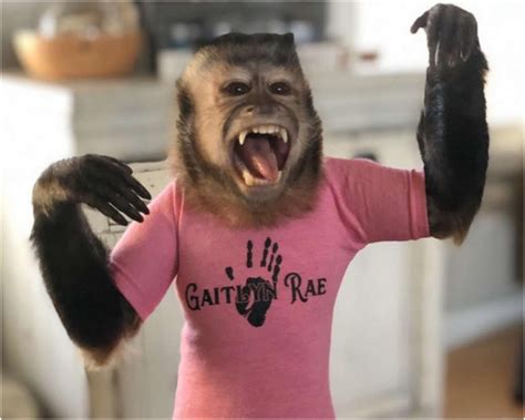 <b>Gaitlyn</b> <b>Rae</b> is an American <b>monkey</b> and social media star who has gained fame through her @<b>gaitlyn</b>. . Gaitlyn rae monkey net worth